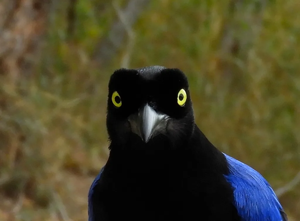 紫背冠鸦(Cyanocorax beecheii)