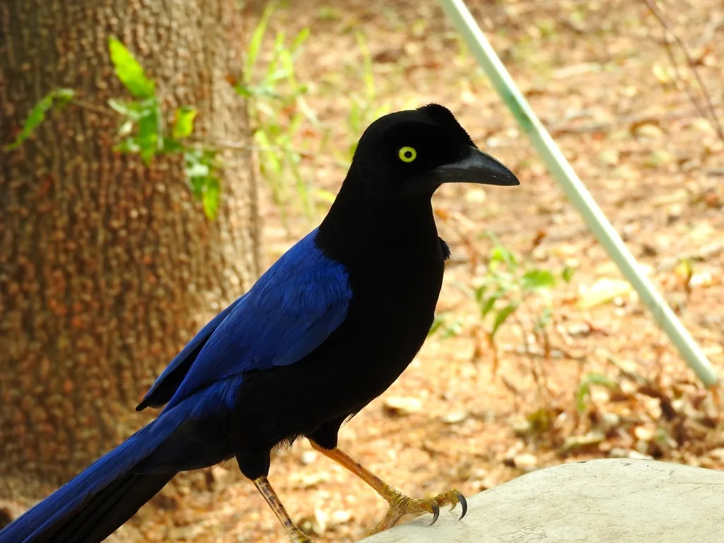 紫背冠鸦(Cyanocorax beecheii)