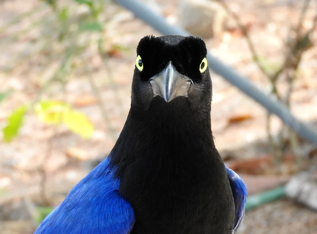 紫背冠鸦(Cyanocorax beecheii)