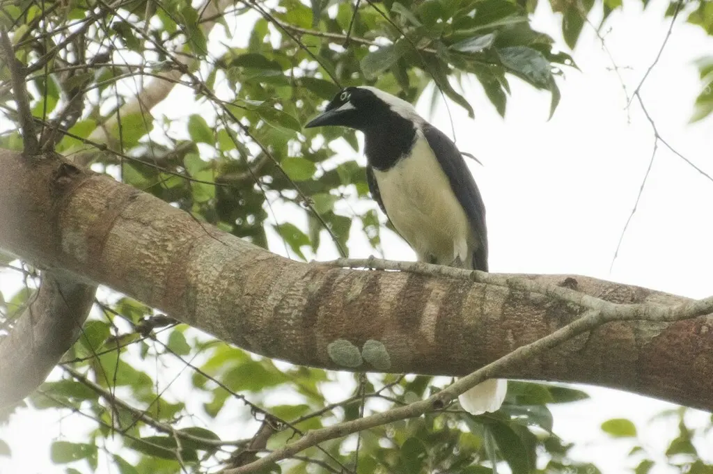 白颈蓝鸦(Cyanocorax cayanus)