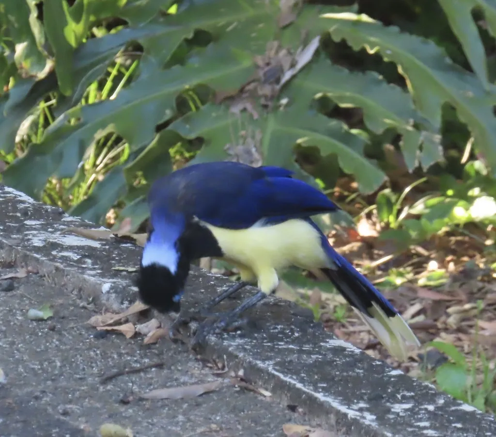 绒冠蓝鸦(Cyanocorax chrysops)