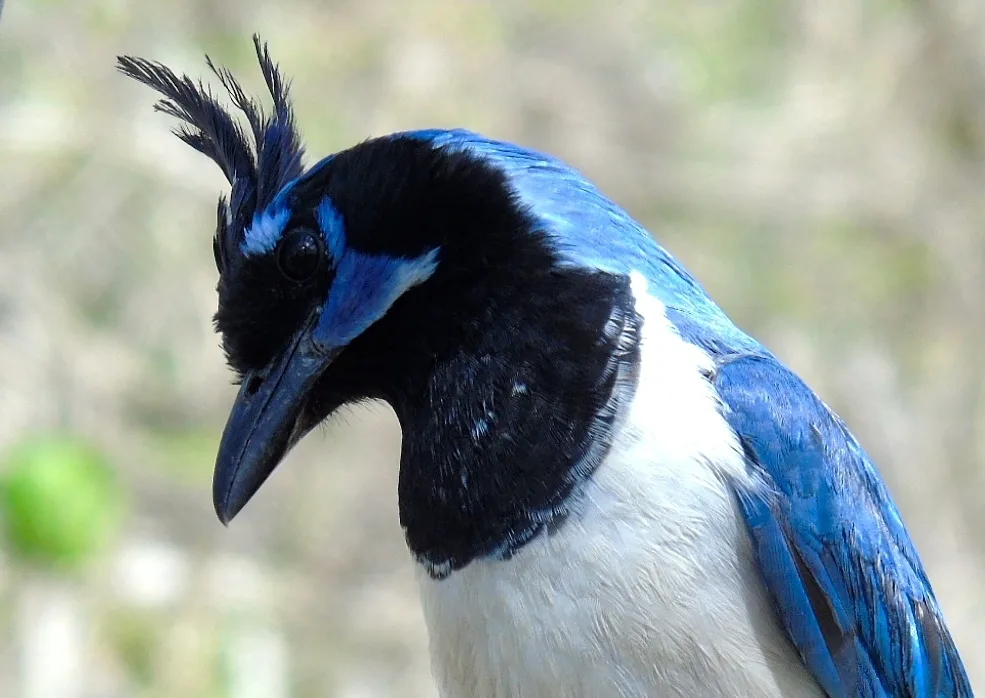 黑喉鹊鸦(Cyanocorax colliei)