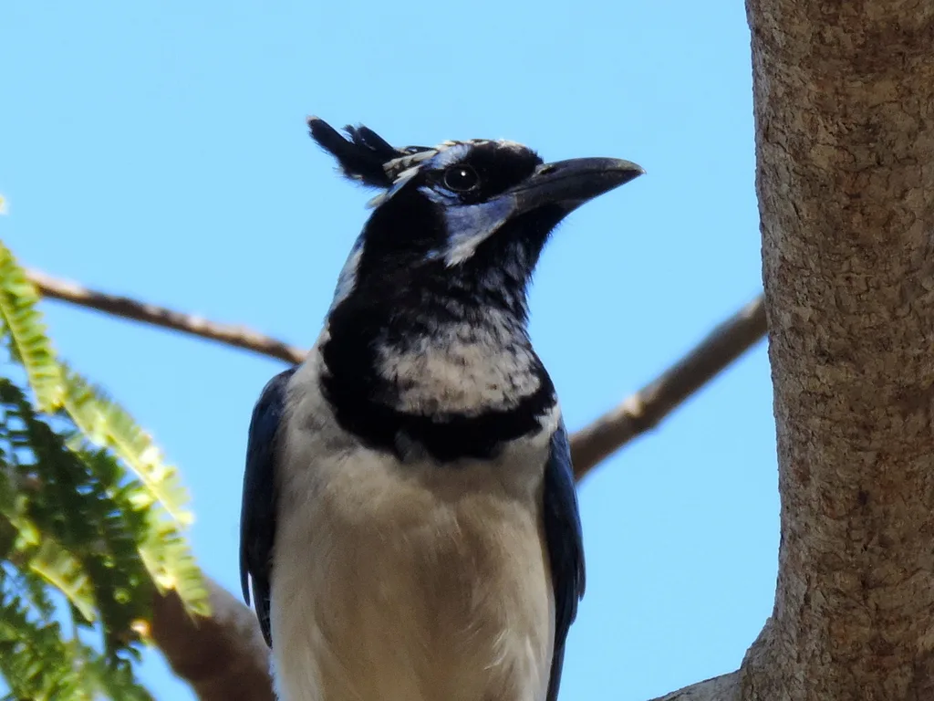 黑喉鹊鸦(Cyanocorax colliei)