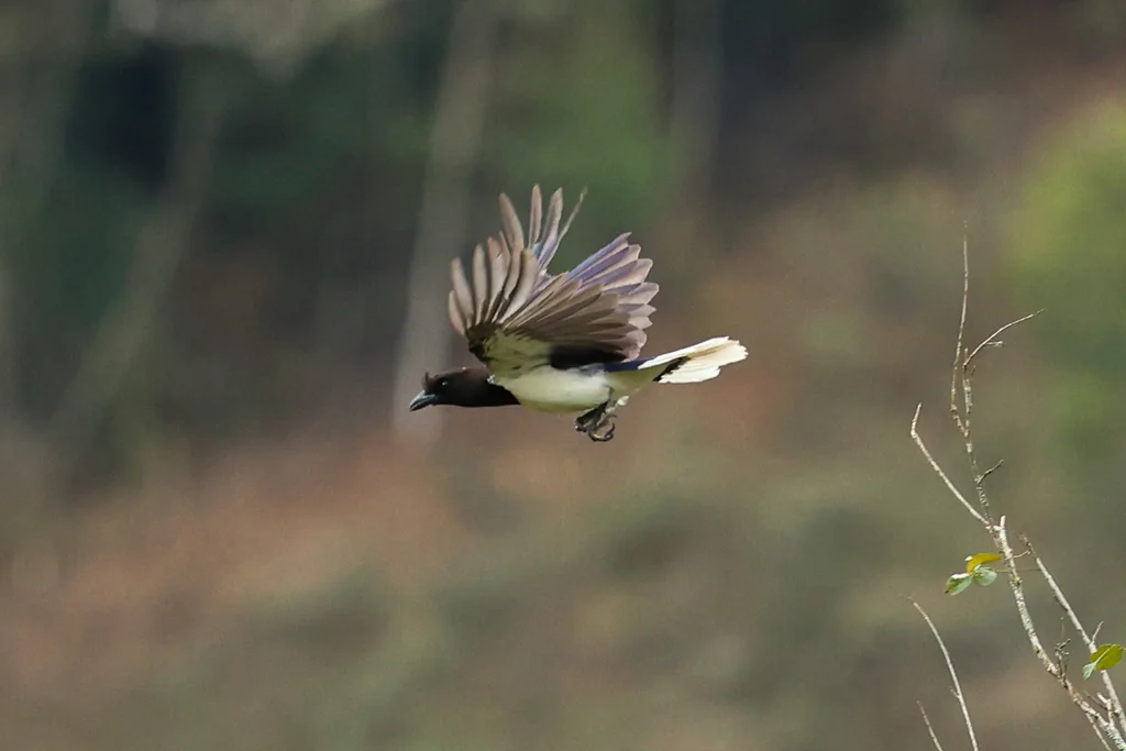 卷冠蓝鸦(Cyanocorax cristatellus)