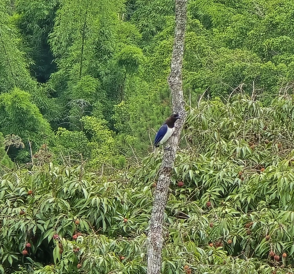 卷冠蓝鸦(Cyanocorax cristatellus)