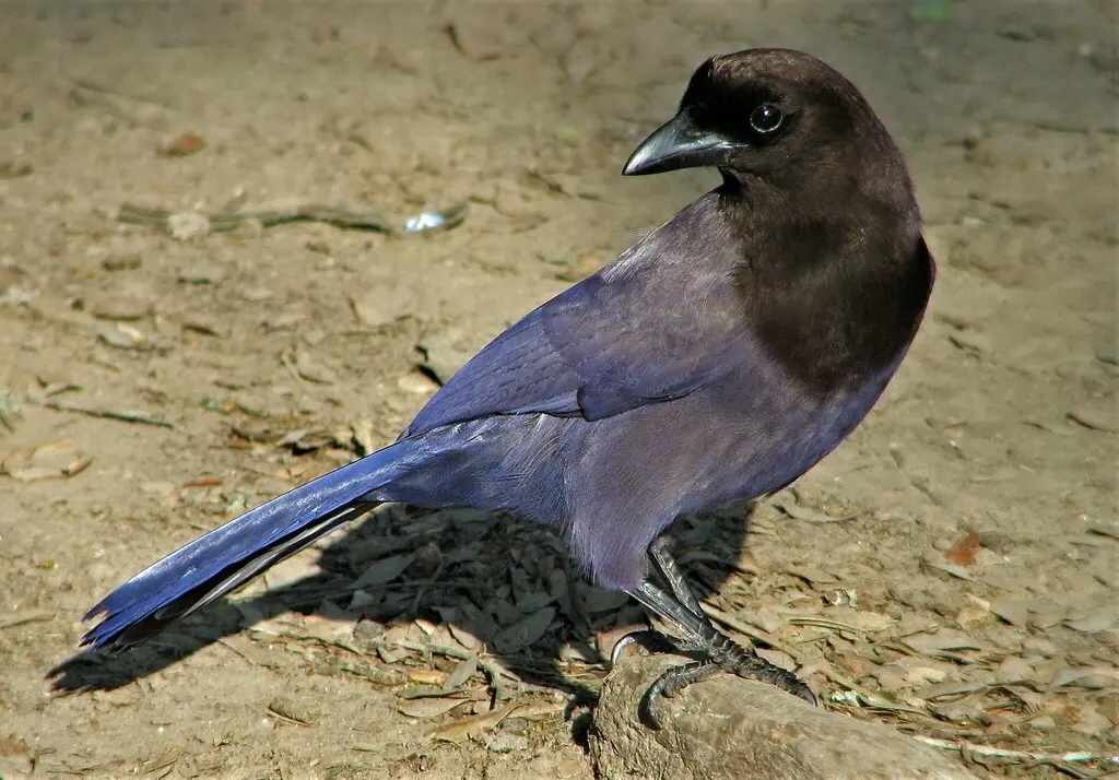 淡紫蓝鸦(Cyanocorax cyanomelas)