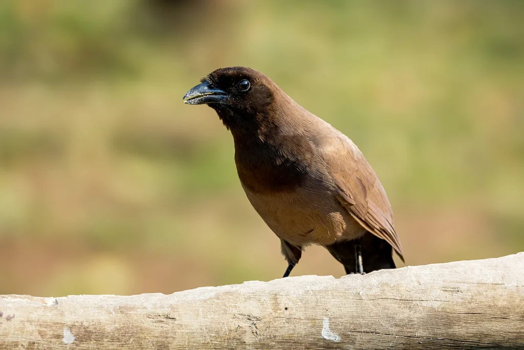 淡紫蓝鸦(Cyanocorax cyanomelas)