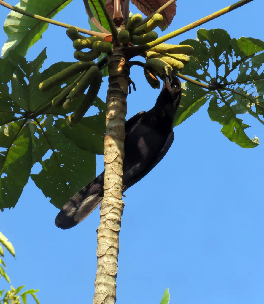 淡紫蓝鸦(Cyanocorax cyanomelas)