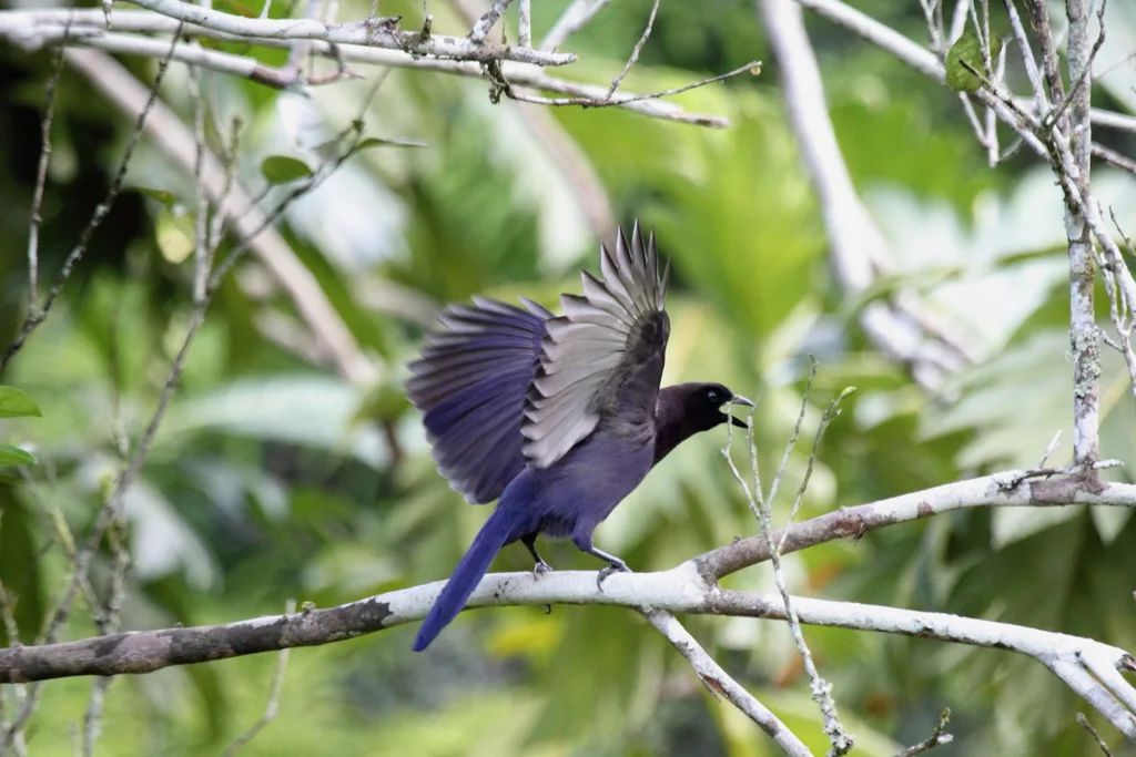 淡紫蓝鸦(Cyanocorax cyanomelas)