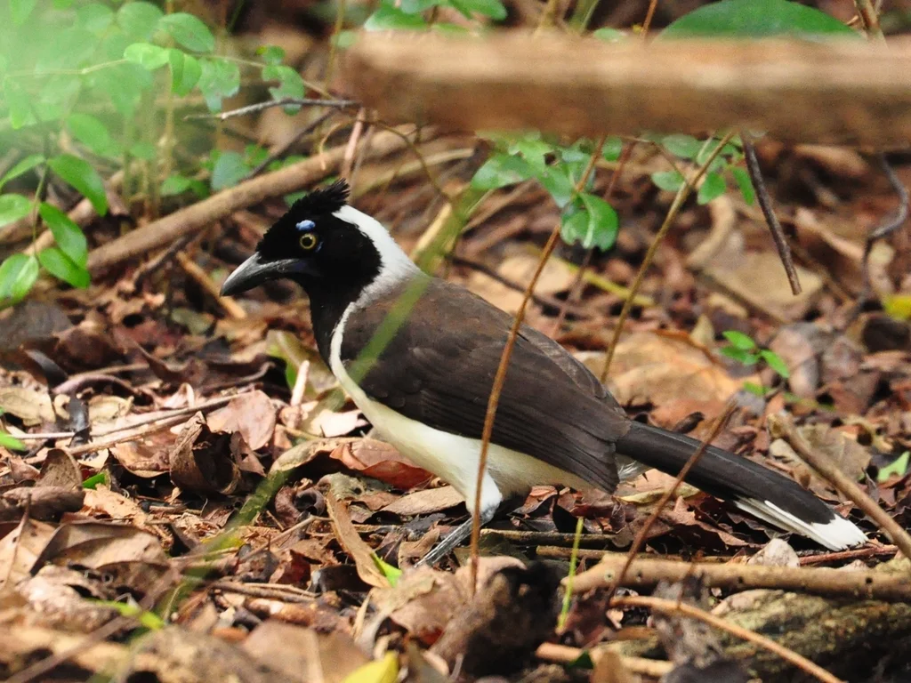 白枕蓝鸦（Cyanocorax cyanopogon）