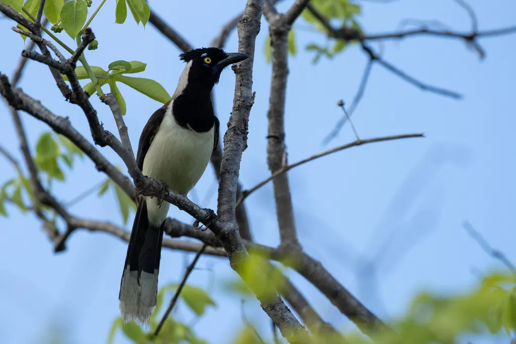 白枕蓝鸦（Cyanocorax cyanopogon）