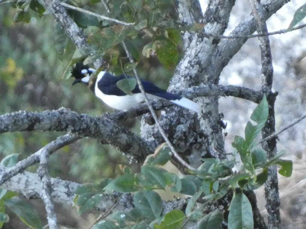簇蓝鸦(Cyanocorax dickeyi)