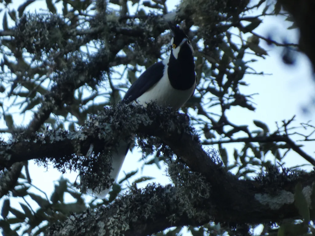 簇蓝鸦(Cyanocorax dickeyi)