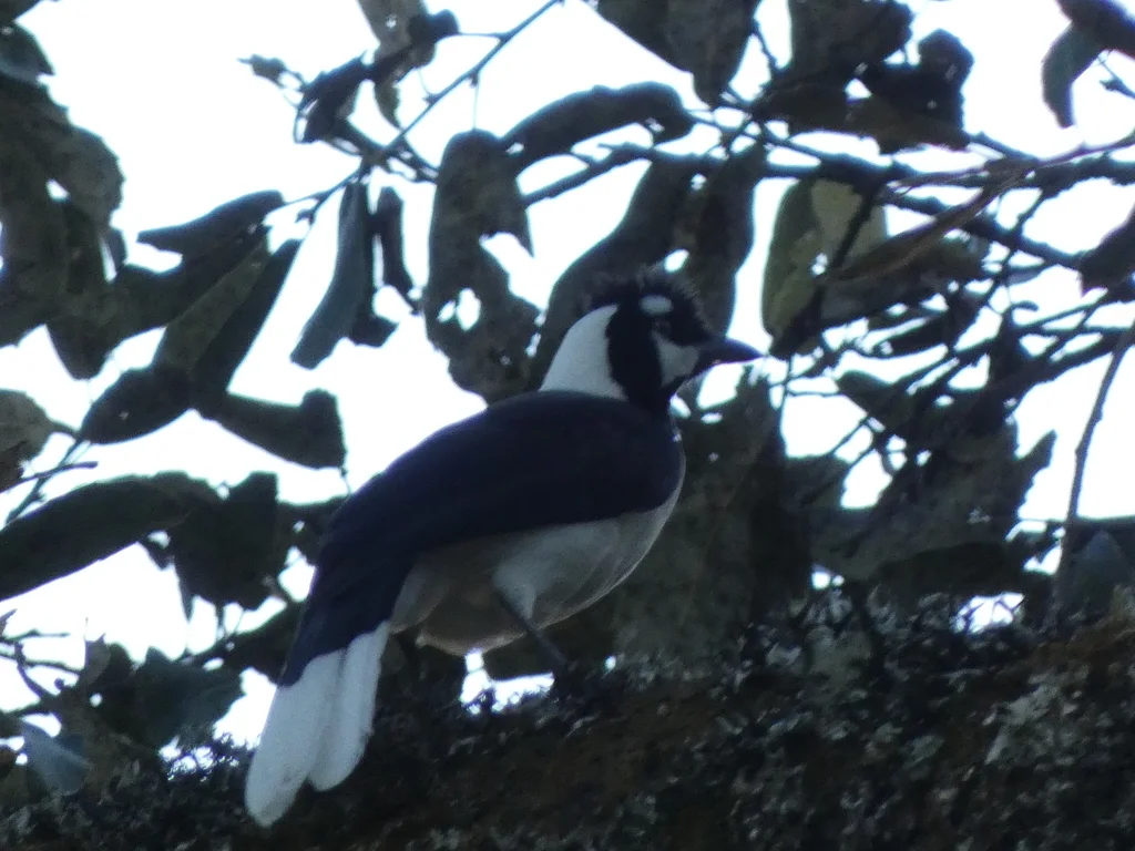 簇蓝鸦(Cyanocorax dickeyi)