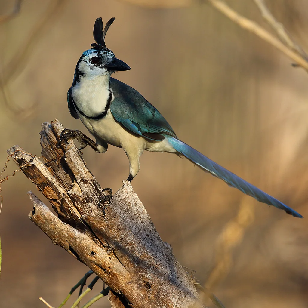 白喉鹊鸦(Cyanocorax formosus)