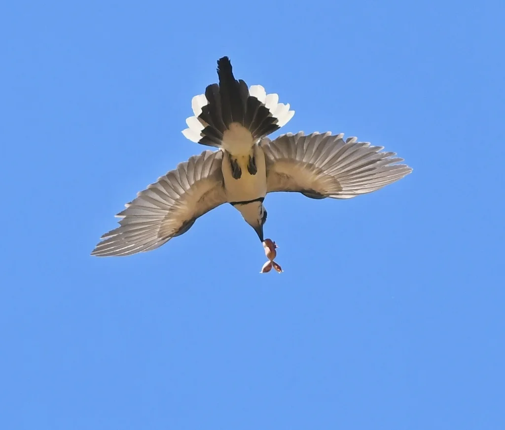白喉鹊鸦(Cyanocorax formosus)