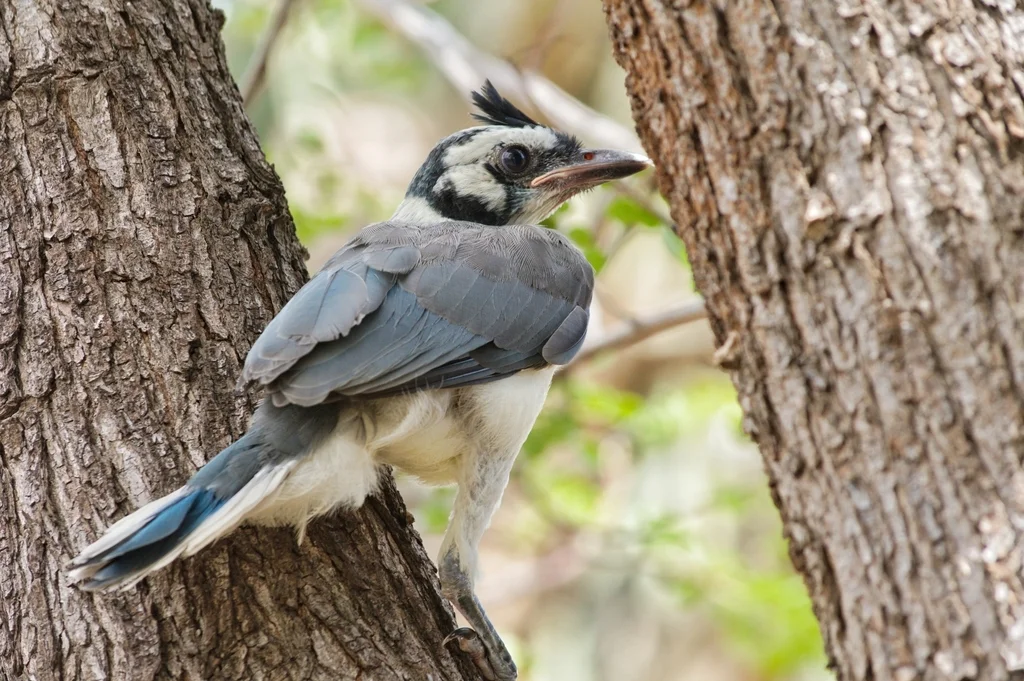 白喉鹊鸦(Cyanocorax formosus)