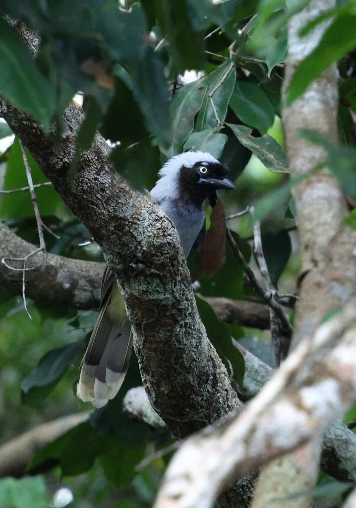 蓝枕蓝鸦(Cyanocorax heilprini)