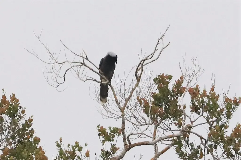蓝枕蓝鸦(Cyanocorax heilprini)