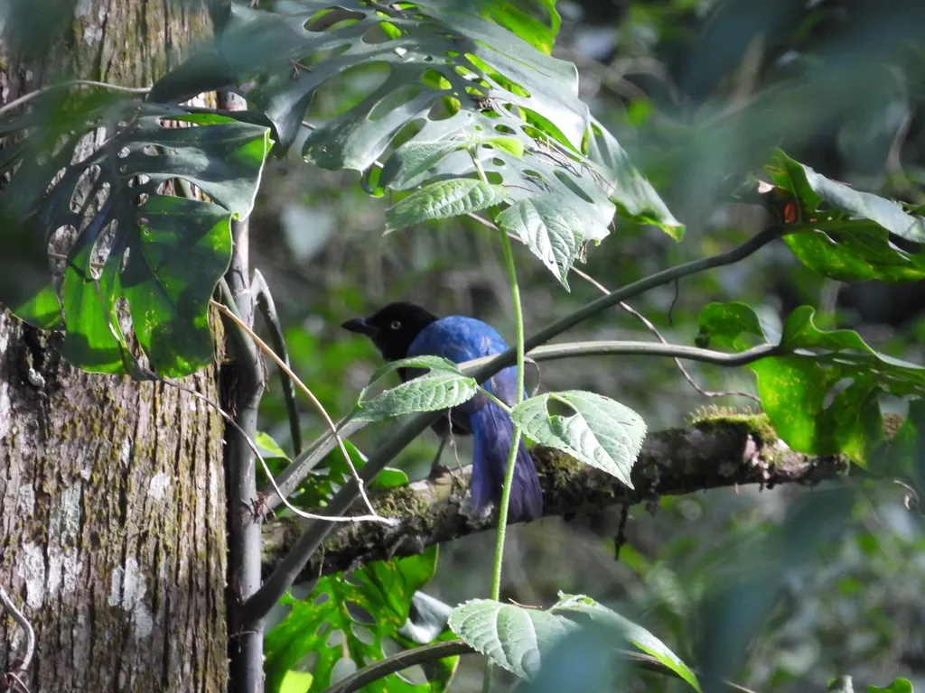 浓冠鸦（Cyanocorax melanocyaneus）