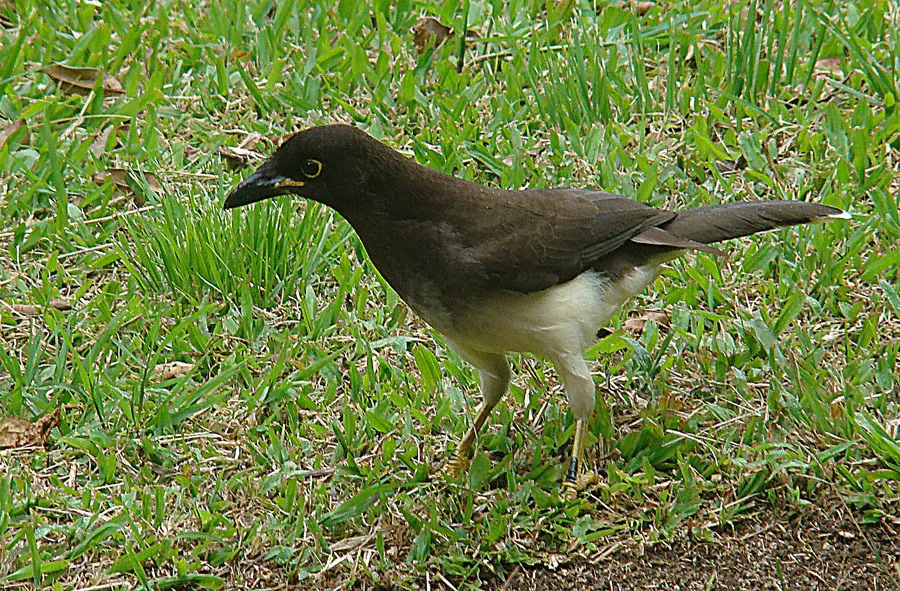 褐鸦(Cyanocorax morio)