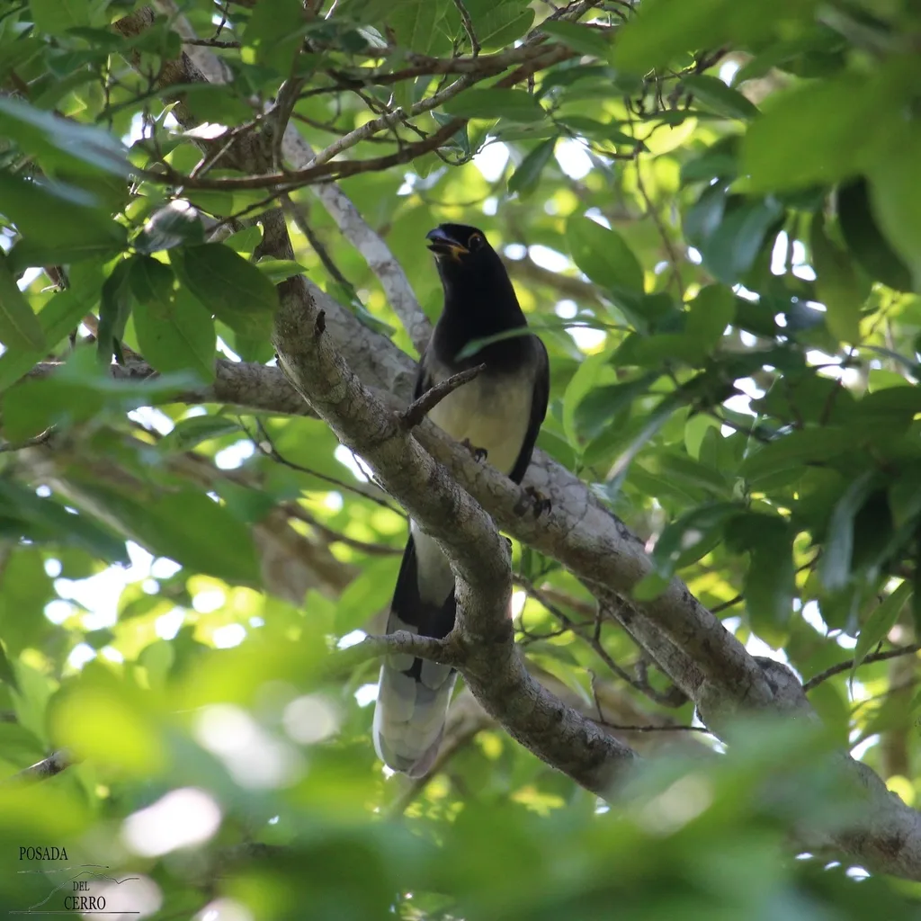 褐鸦(Cyanocorax morio)