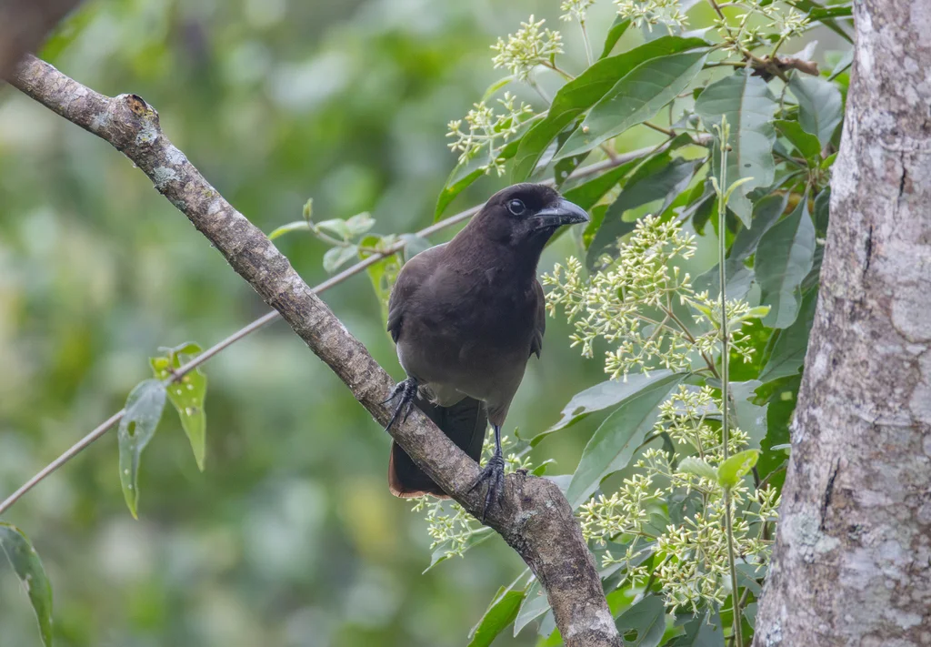褐鸦(Cyanocorax morio)