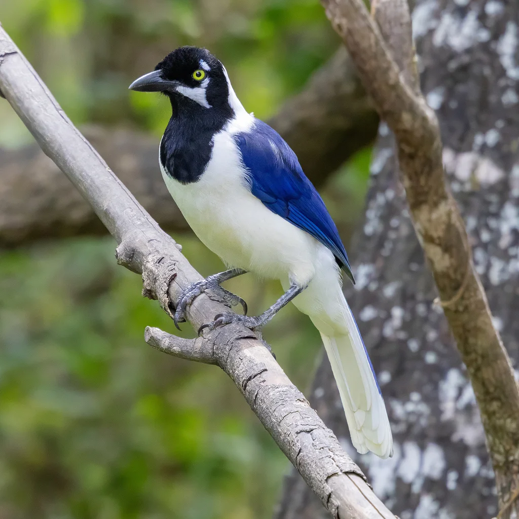 白尾蓝鸦(Cyanocorax mystacalis)