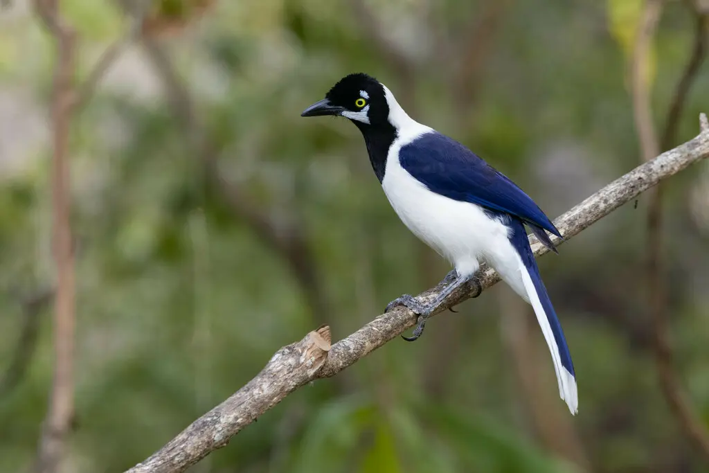 白尾蓝鸦(Cyanocorax mystacalis)
