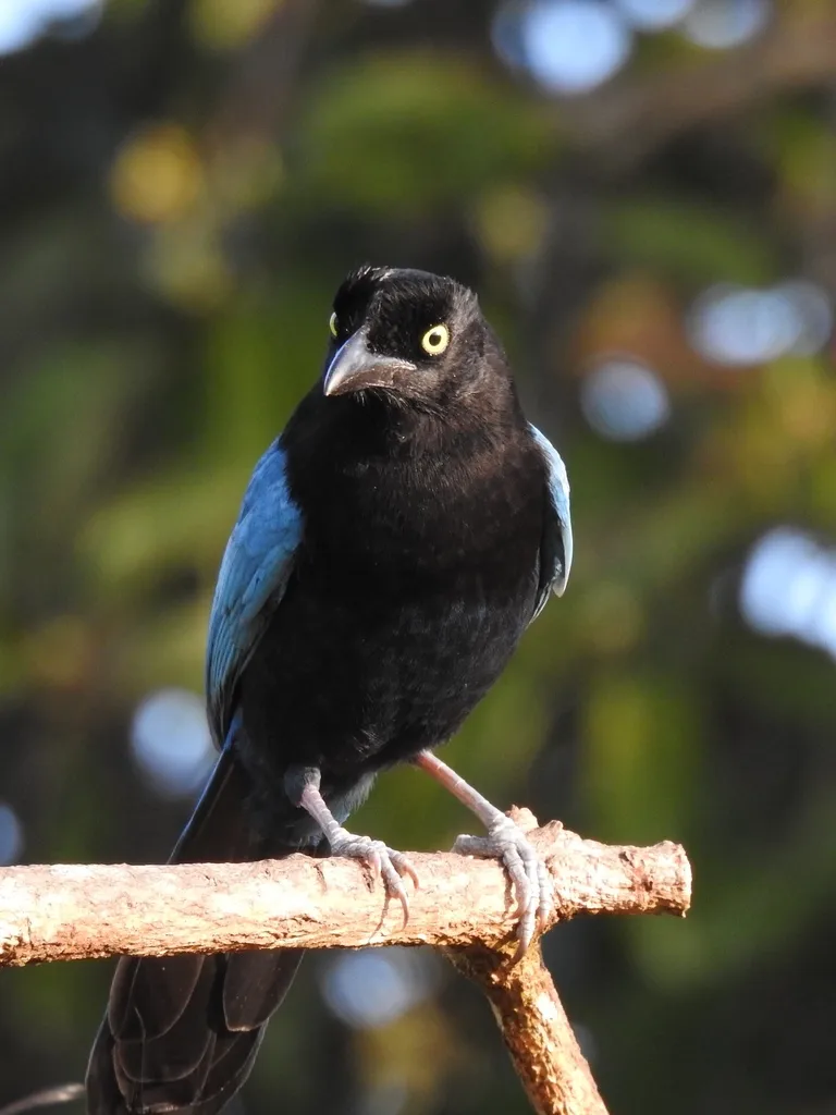 黑蓝冠鸦(Cyanocorax sanblasianus)