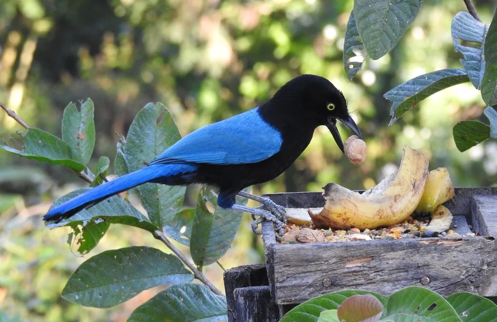 黑蓝冠鸦(Cyanocorax sanblasianus)
