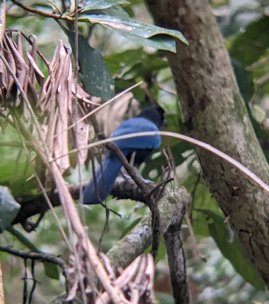 黑蓝冠鸦(Cyanocorax sanblasianus)