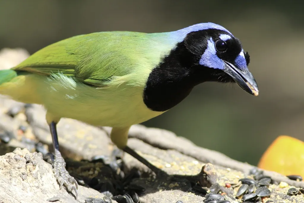 印加绿蓝鸦(Cyanocorax yncas)
