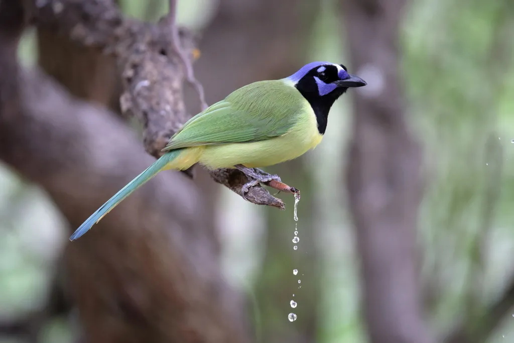 印加绿蓝鸦(Cyanocorax yncas)