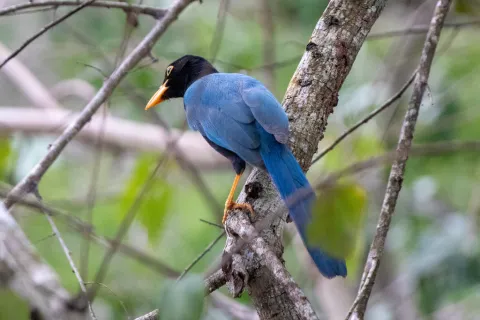 尤卡坦蓝鸦