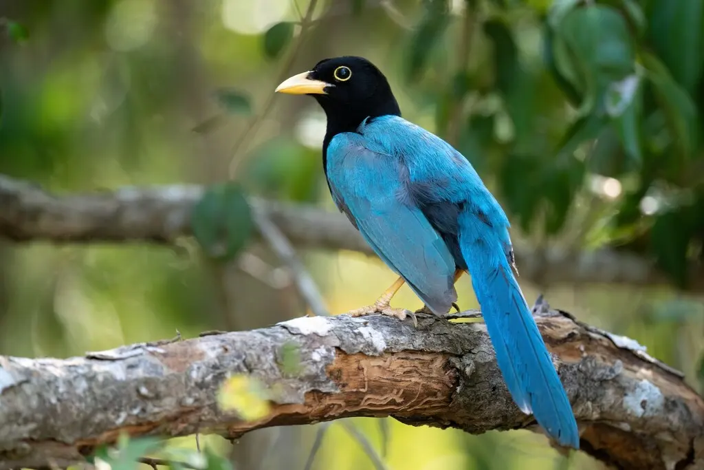 尤卡坦蓝鸦(Cyanocorax yucatanicus)