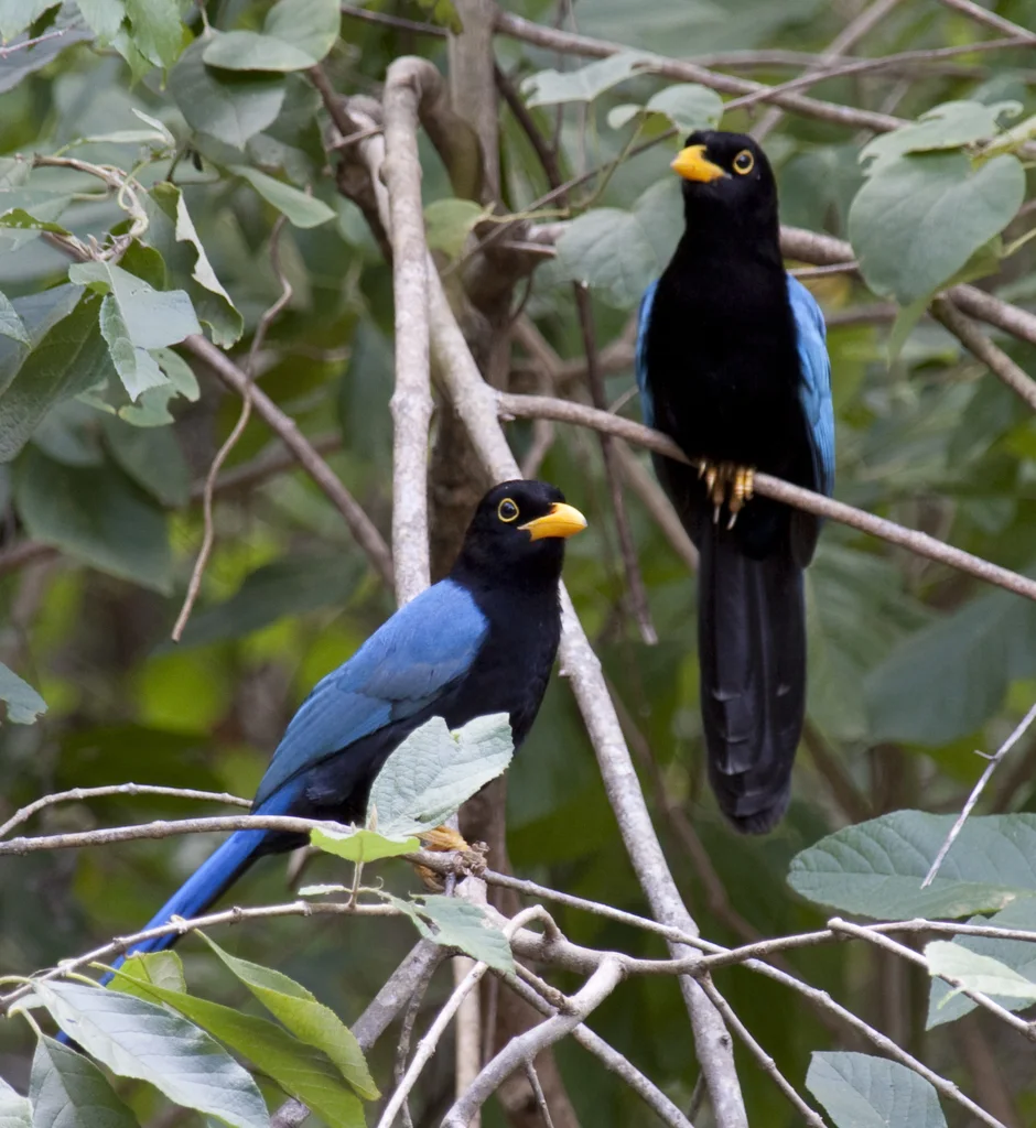 尤卡坦蓝鸦(Cyanocorax yucatanicus)