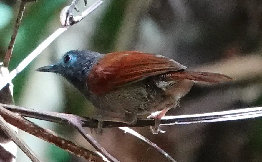 灰冠穗鹛(Cyanoderma bicolor)