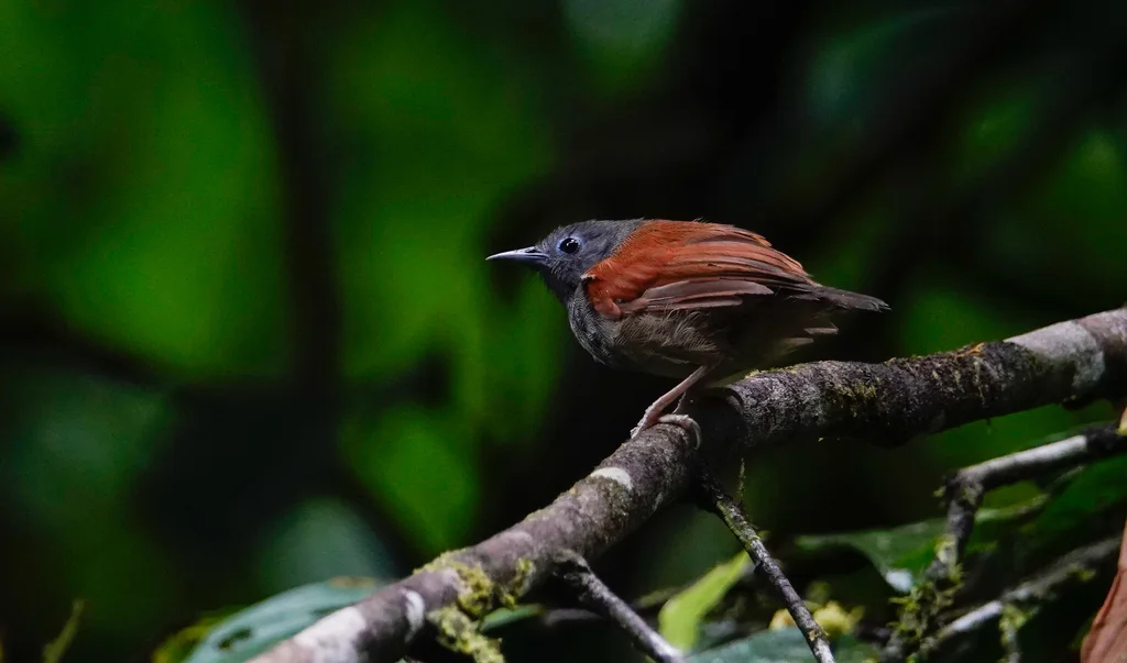 灰冠穗鹛(Cyanoderma bicolor)