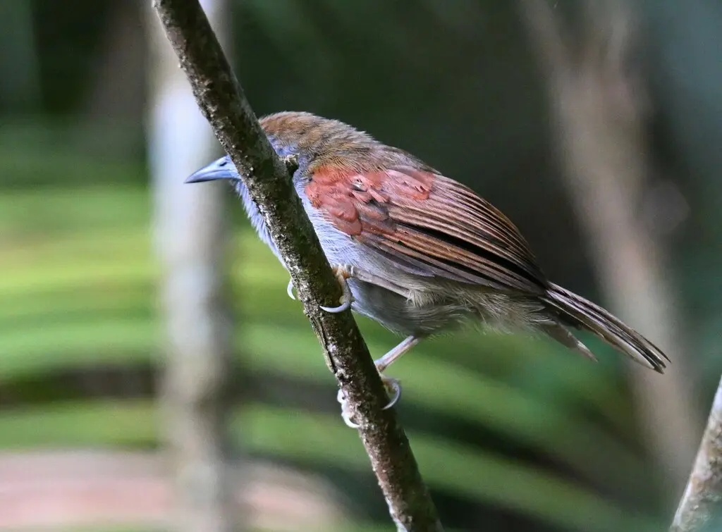 红翅穗鹛(Cyanoderma erythropterum)