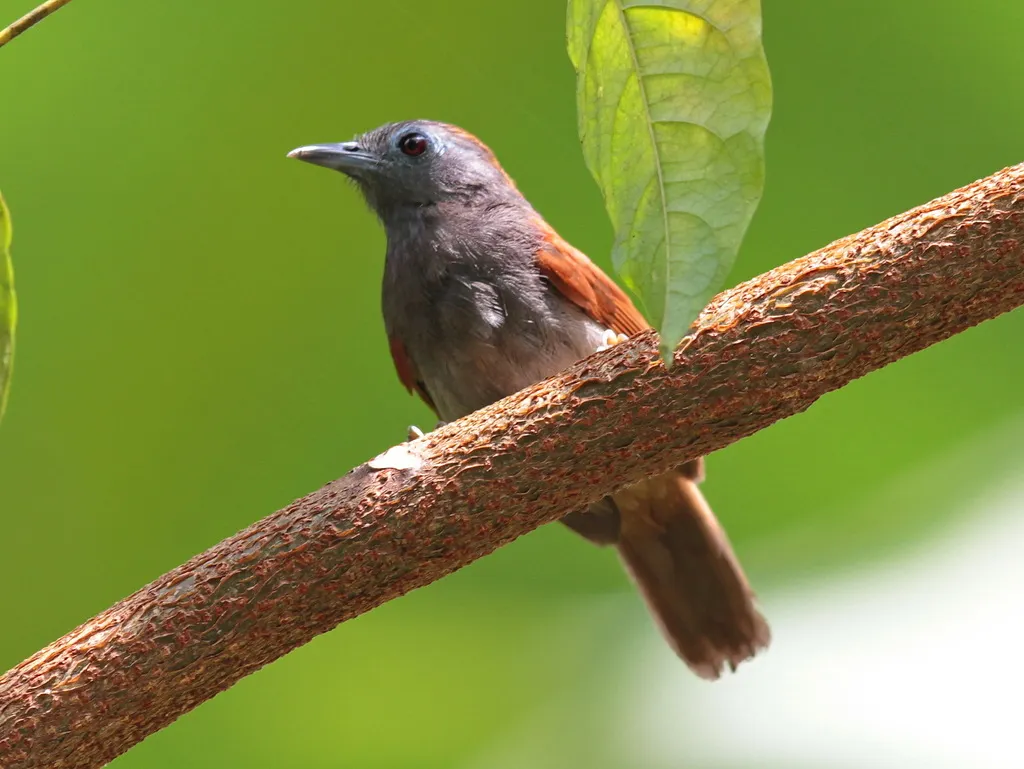 红翅穗鹛(Cyanoderma erythropterum)