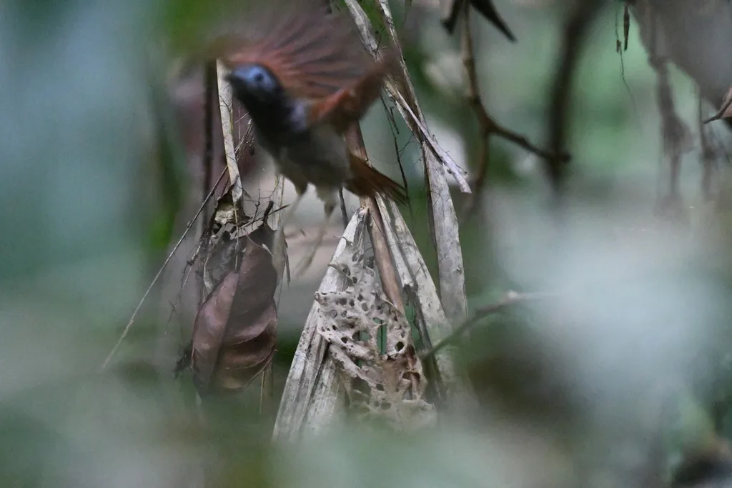 红翅穗鹛(Cyanoderma erythropterum)