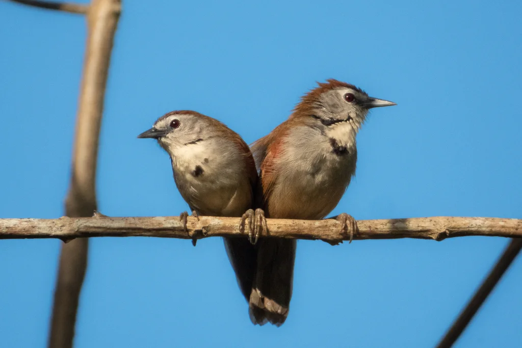 珠颊穗鹛(Cyanoderma melanothorax)