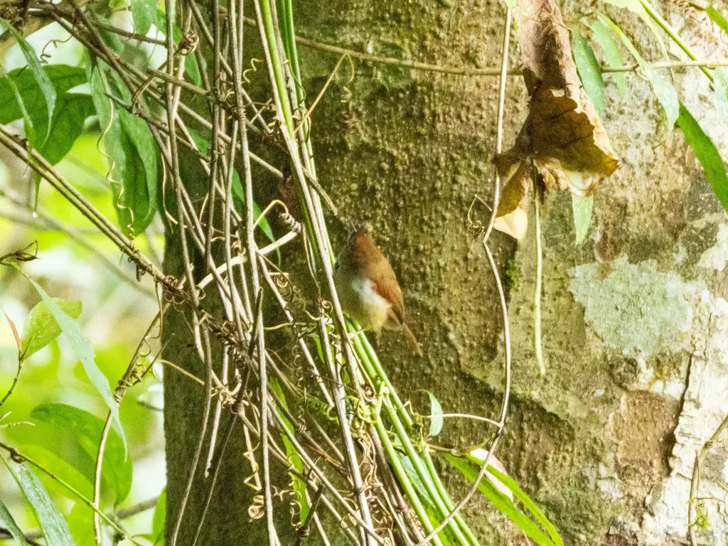 珠颊穗鹛(Cyanoderma melanothorax)