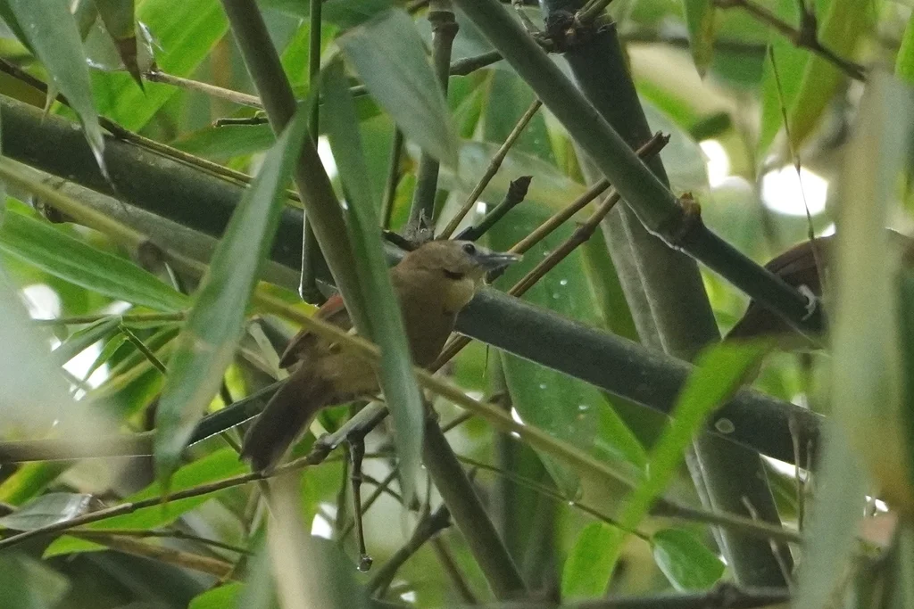 珠颊穗鹛(Cyanoderma melanothorax)