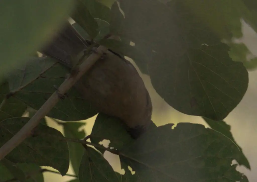 黑颏穗鹛(Cyanoderma pyrrhops)