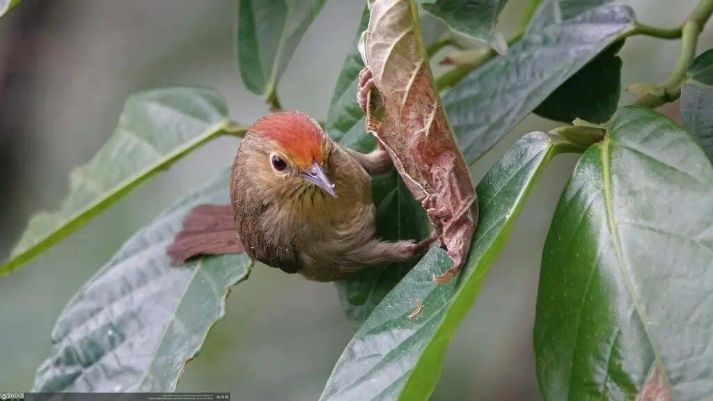 红头穗鹛（Cyanoderma ruficeps）