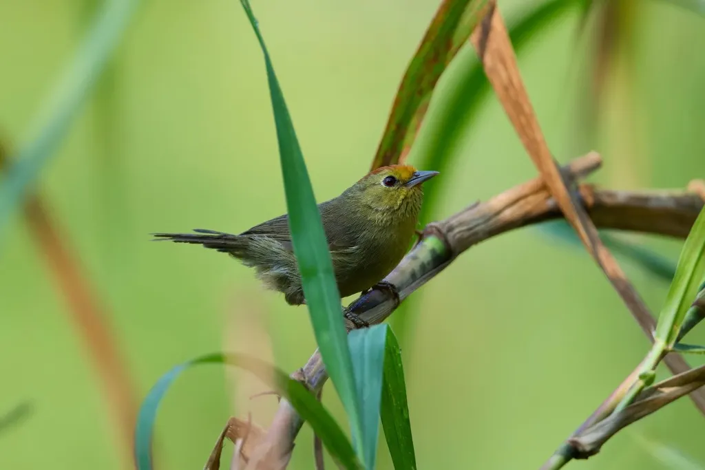 红头穗鹛（Cyanoderma ruficeps）