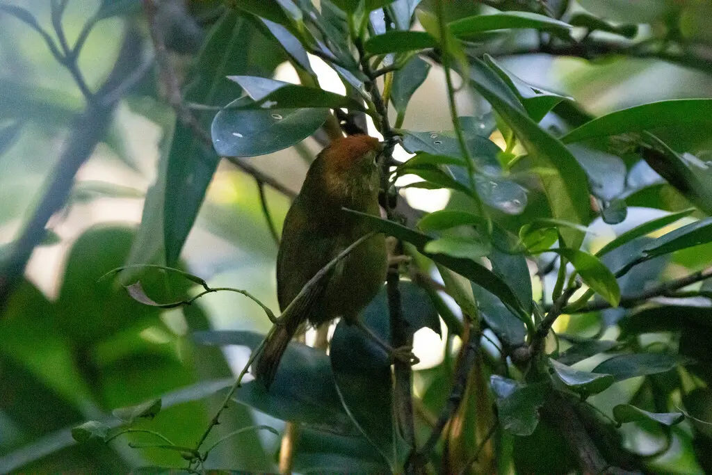 红头穗鹛（Cyanoderma ruficeps）