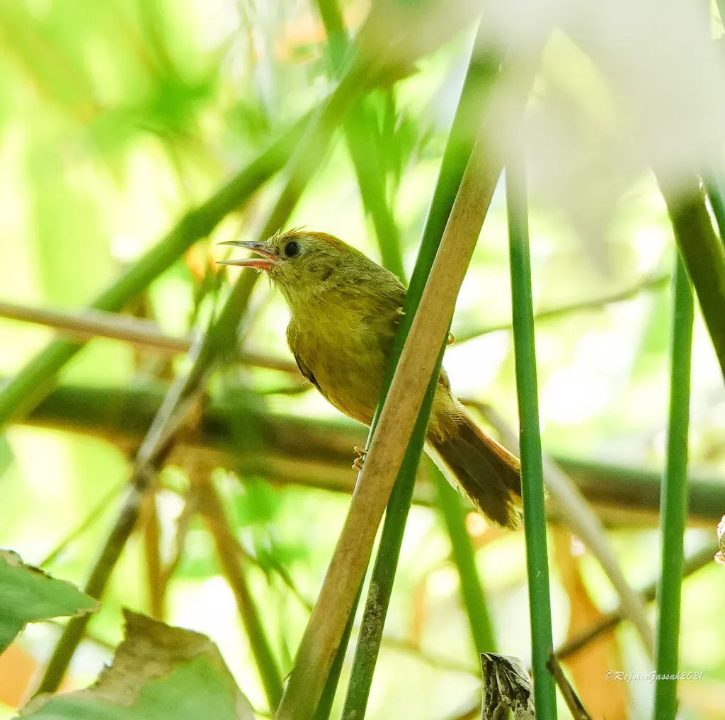 红额穗鹛(Cyanoderma rufifrons)